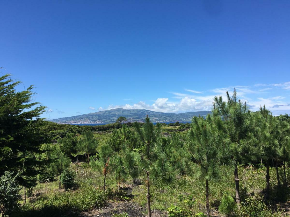 Home Pico - Casa Dos Cedros Criacao Velha Kültér fotó